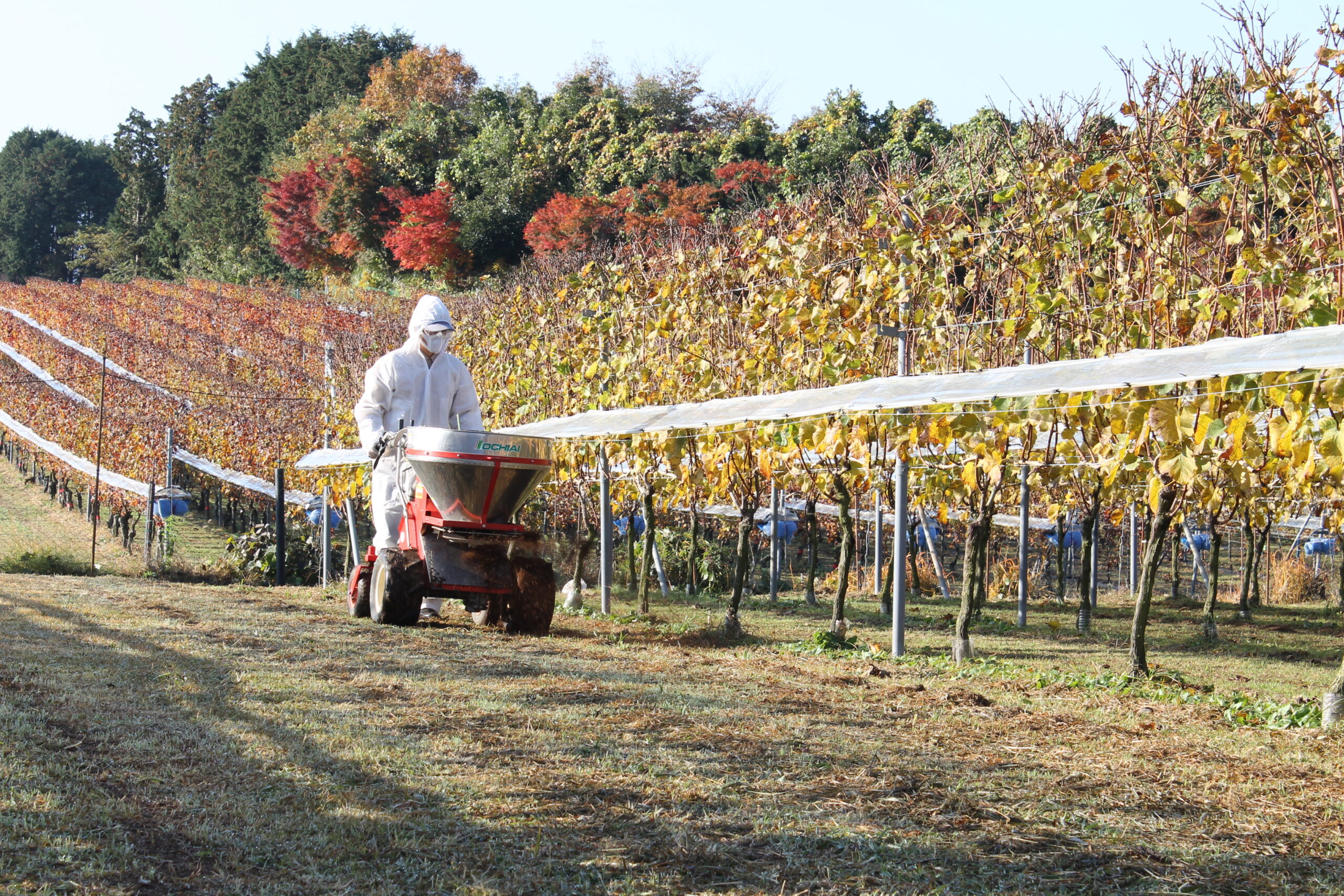 ワインビジネス : ブドウ畑から食卓までつなぐグローバル戦略 Z